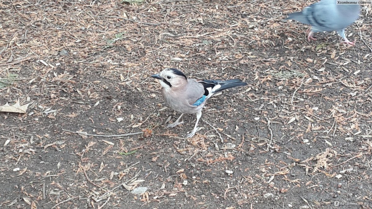 Птицы заповедника Лосиный остров