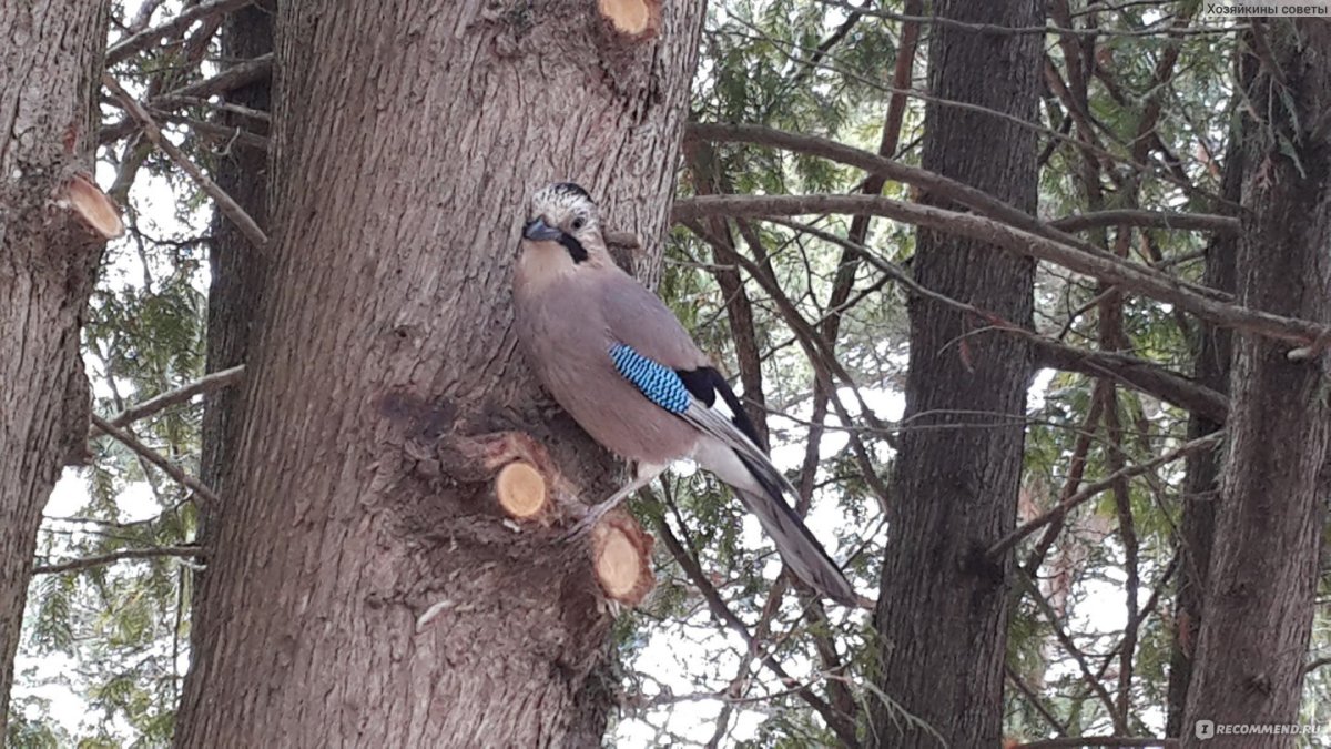Птицы Кисловодского парка названия