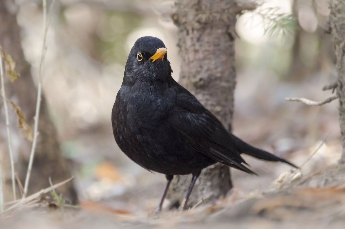 Сойки птицы в Кисловодске