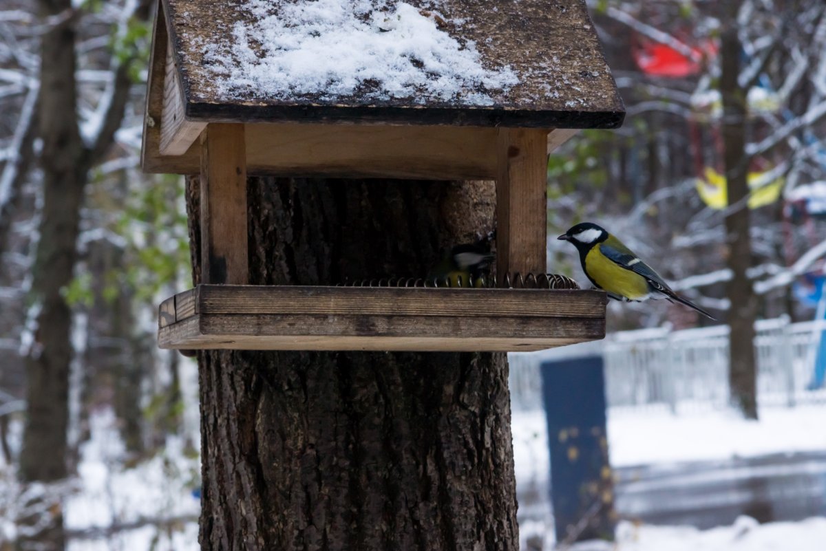Белки в Екатерининском парке