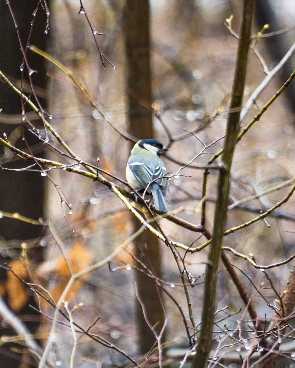 Птицы Кисловодского парка