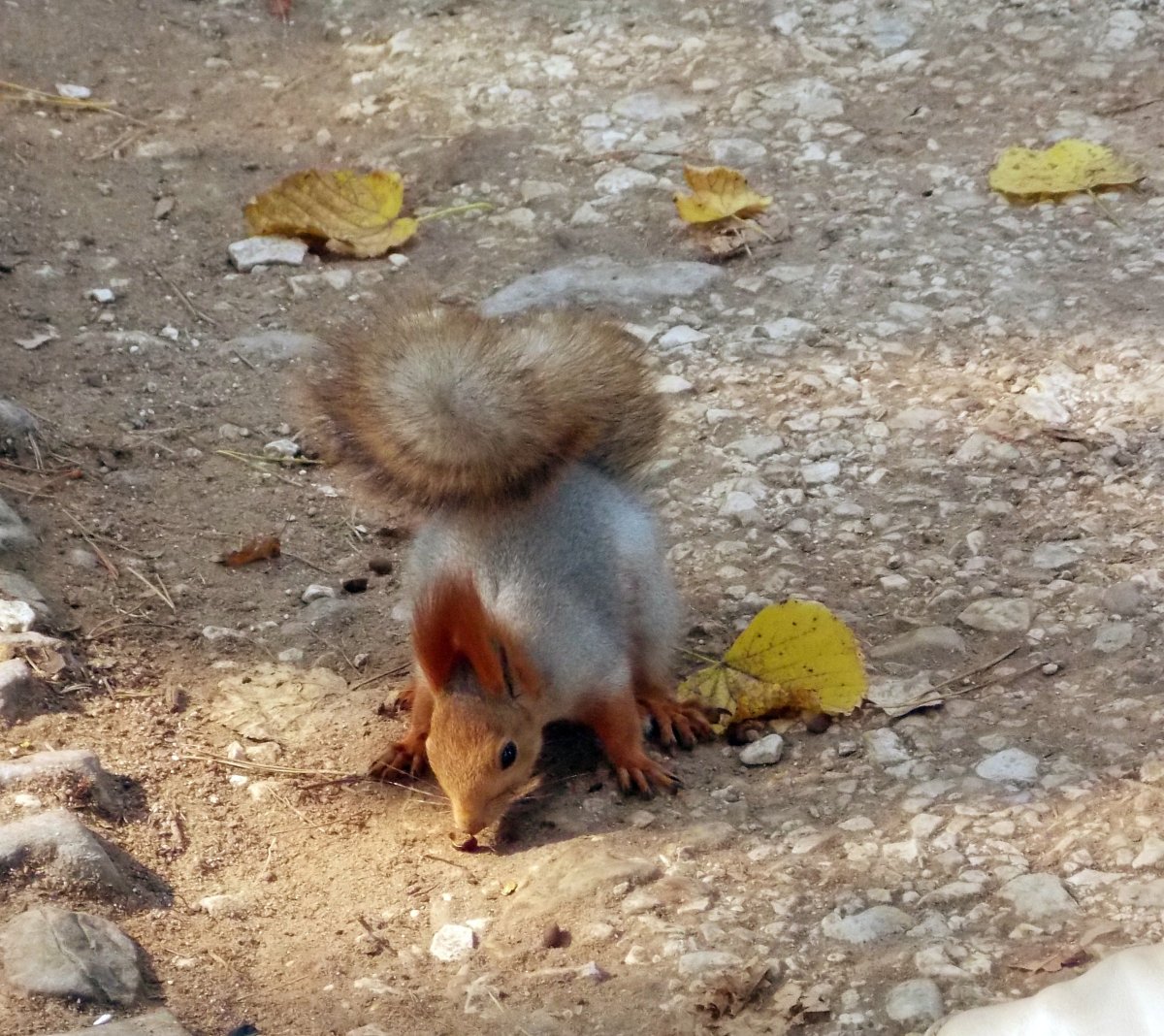 Вяхирь кавказский голубь