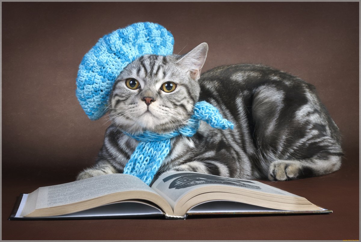 Шапочка котика