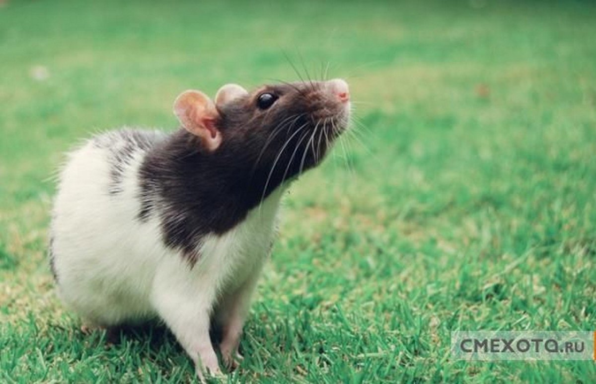 Крыса Лонг Эванс