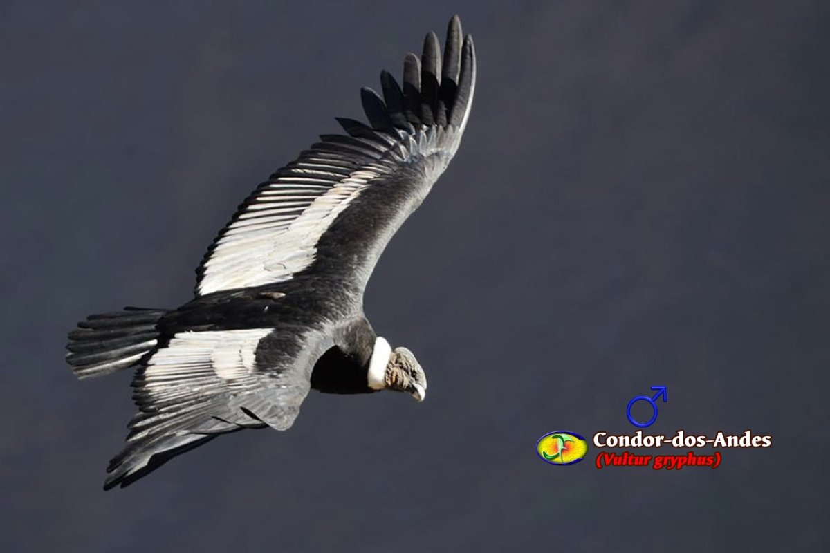 Расм Бургут