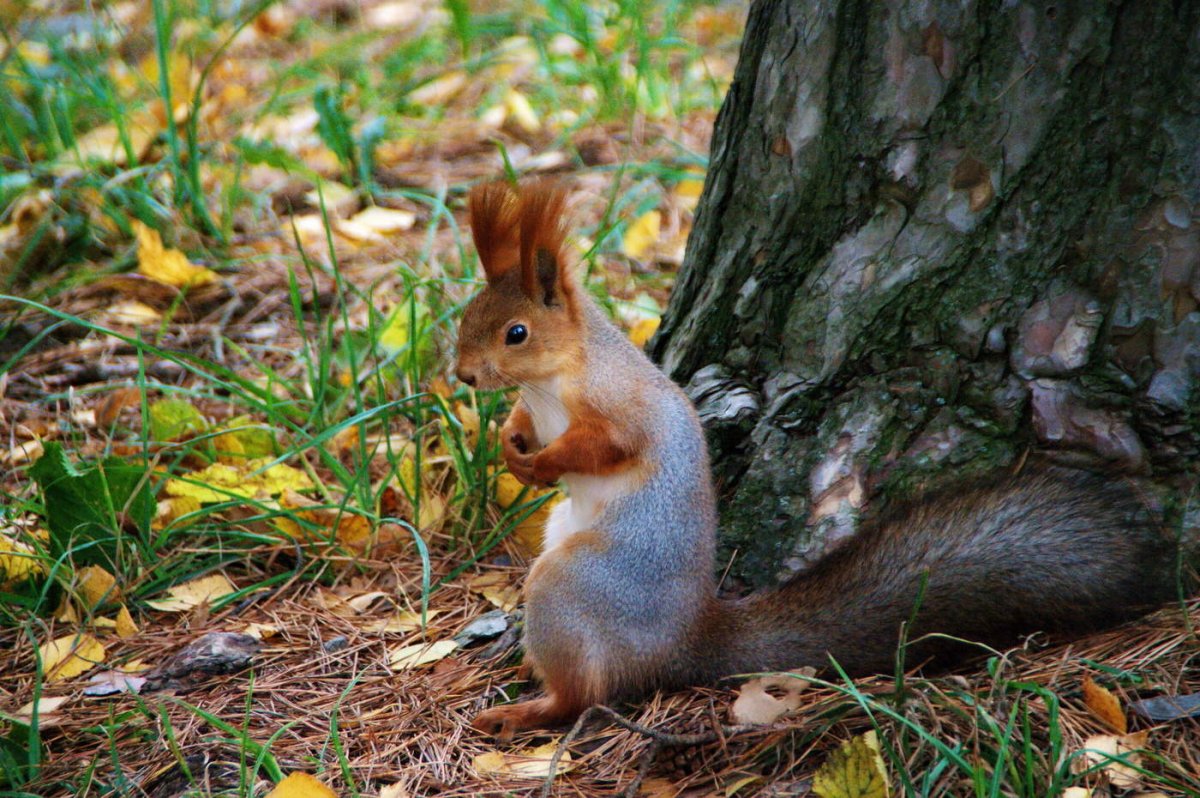 Орнитофауна Кавказского заповедника