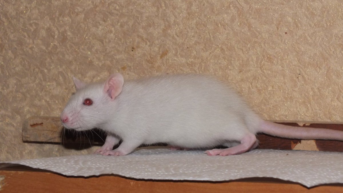 Королевские крысы порода