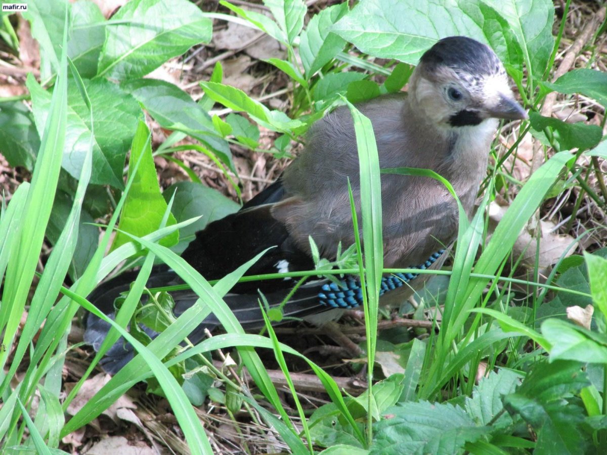 Сойка в Кисловодске