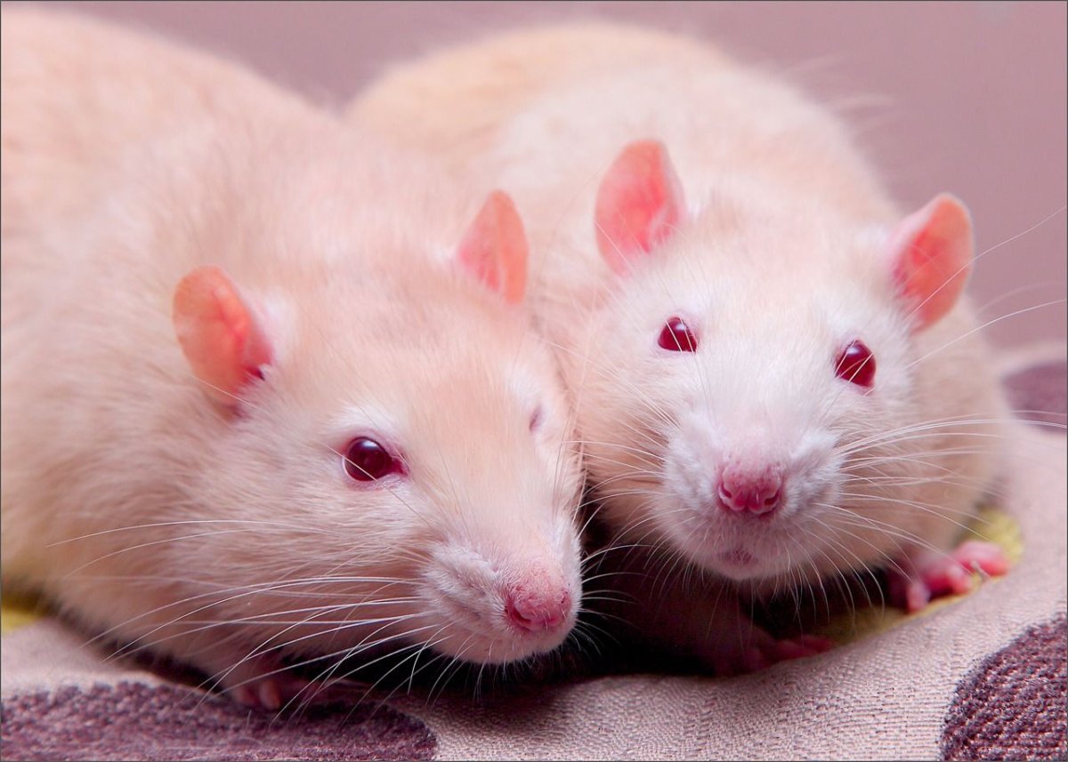 Две красивые крысы