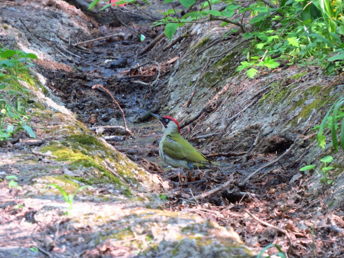 Орнитофауна Кавказского заповедника