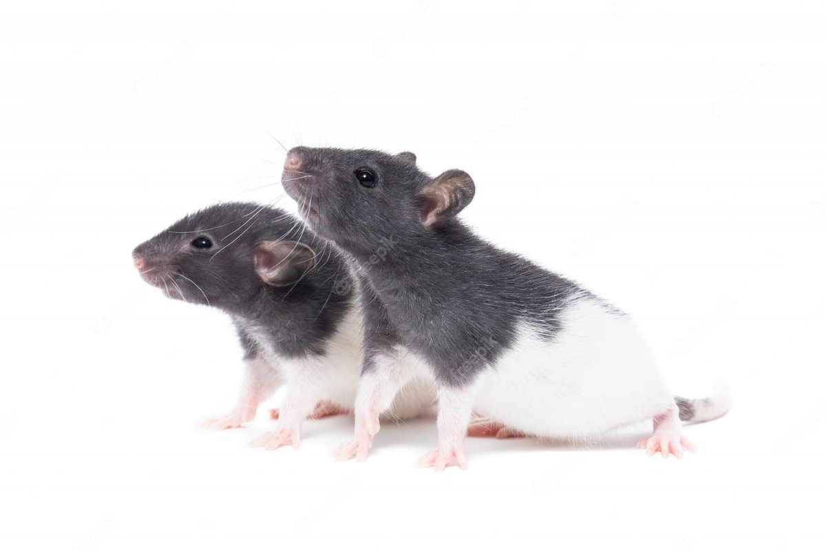 Крыса Дамбо на белом фоне