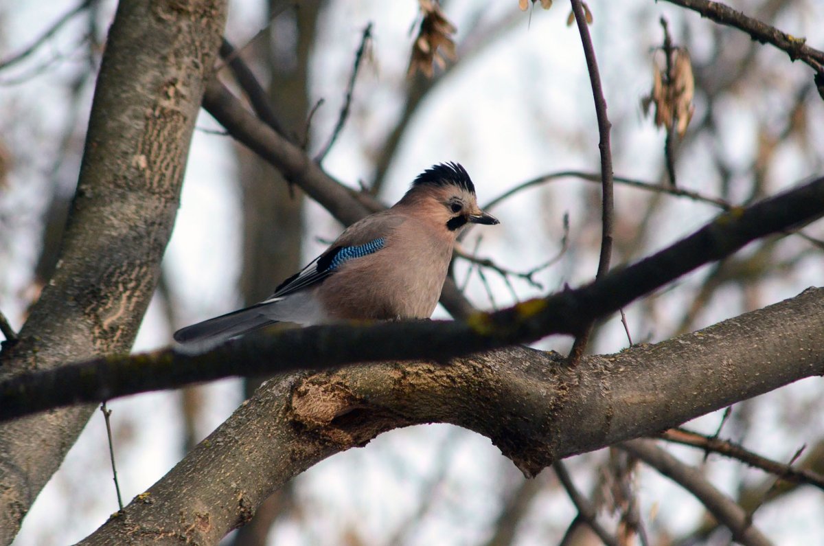 Кисловодск парк белка