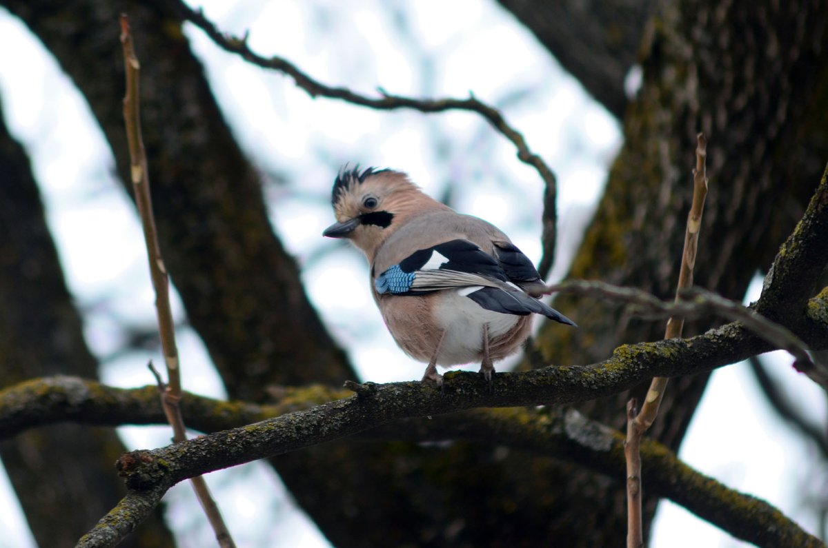 Сойки птицы в Кисловодске