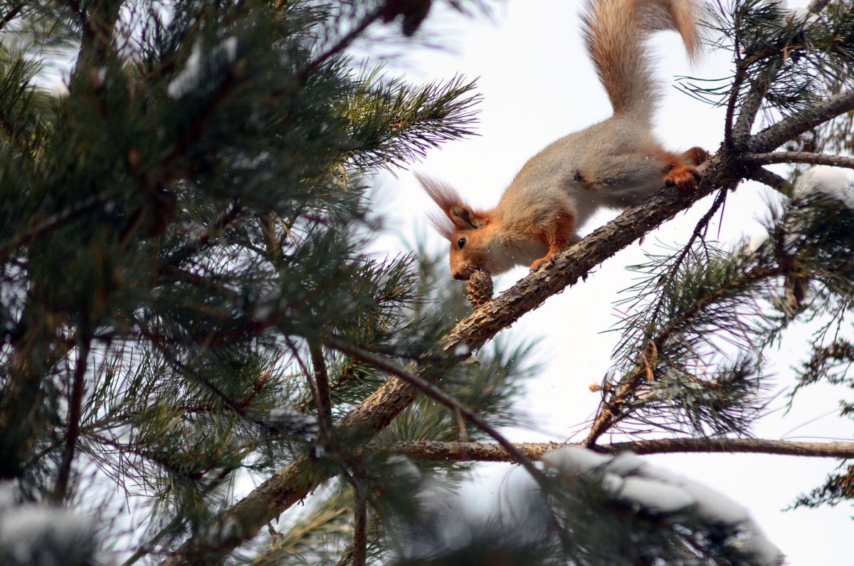 Птицы Кисловодского парка