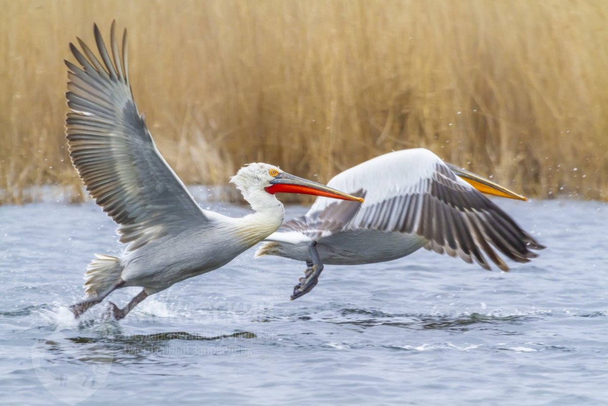 Птицы в парке