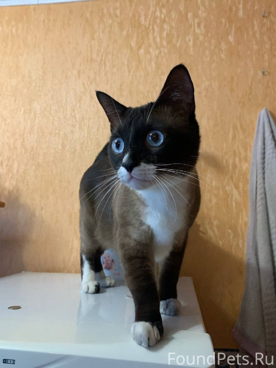 Адвокат для котов