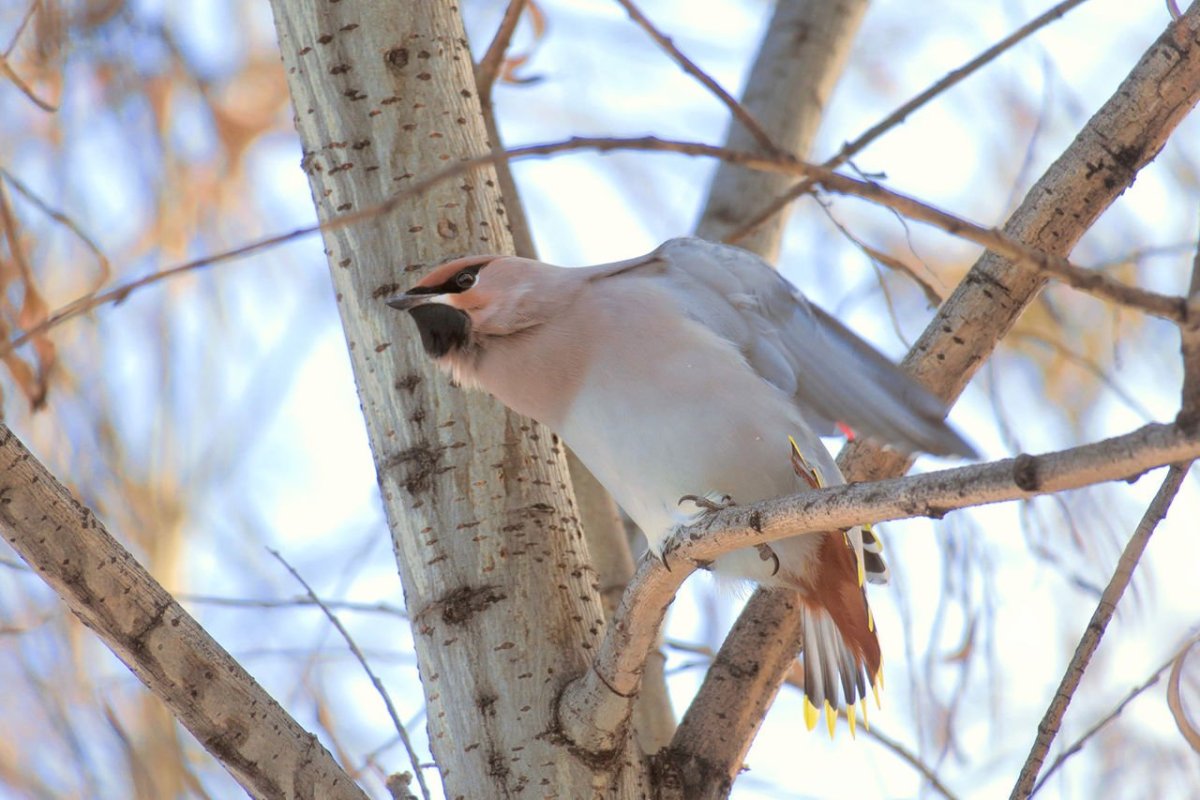 Животные в парке
