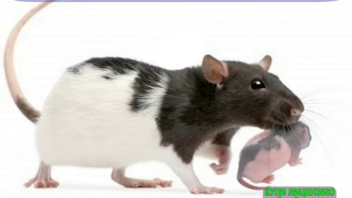 Крыса с белой полосой