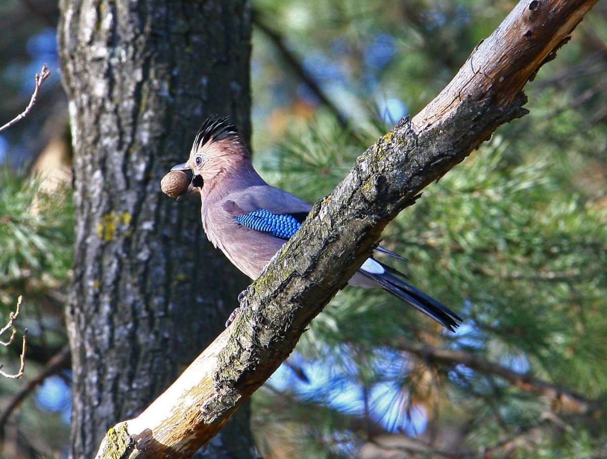 Птицы в парке Кисловодска