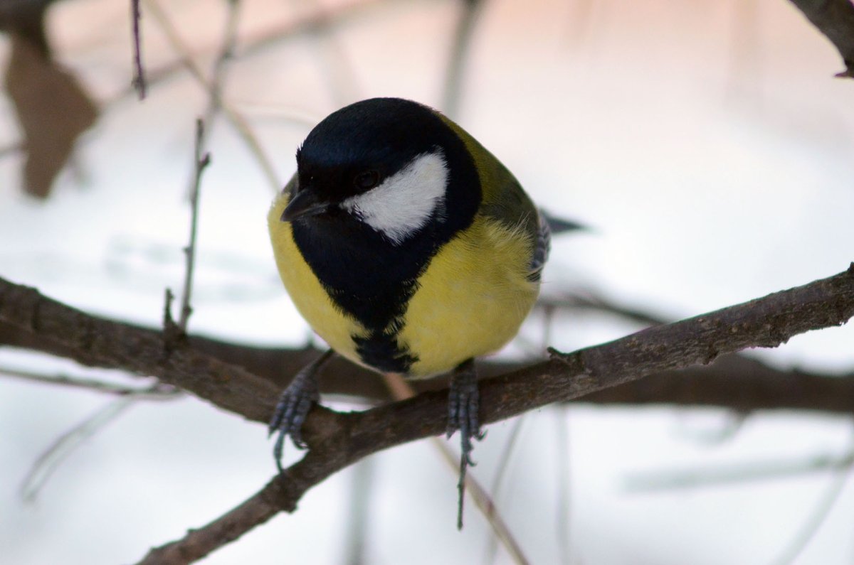 Птицы кисловодского парка