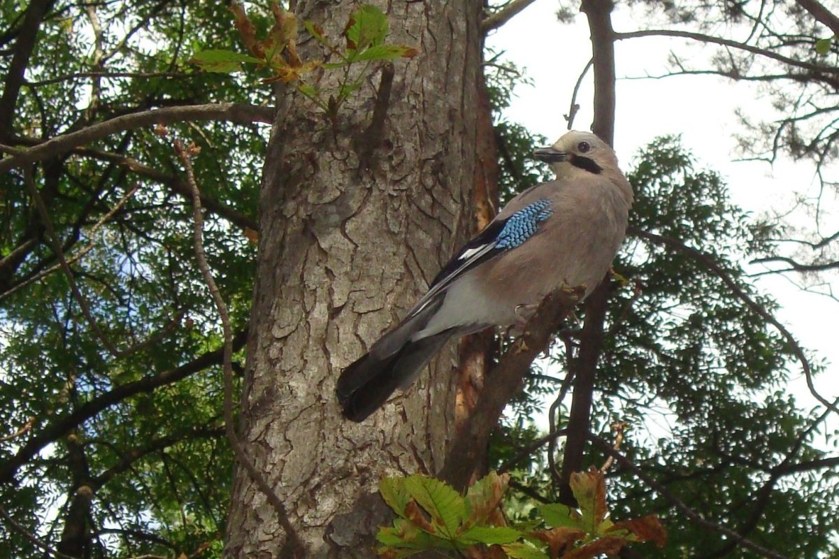 Сойка Дальневосточная