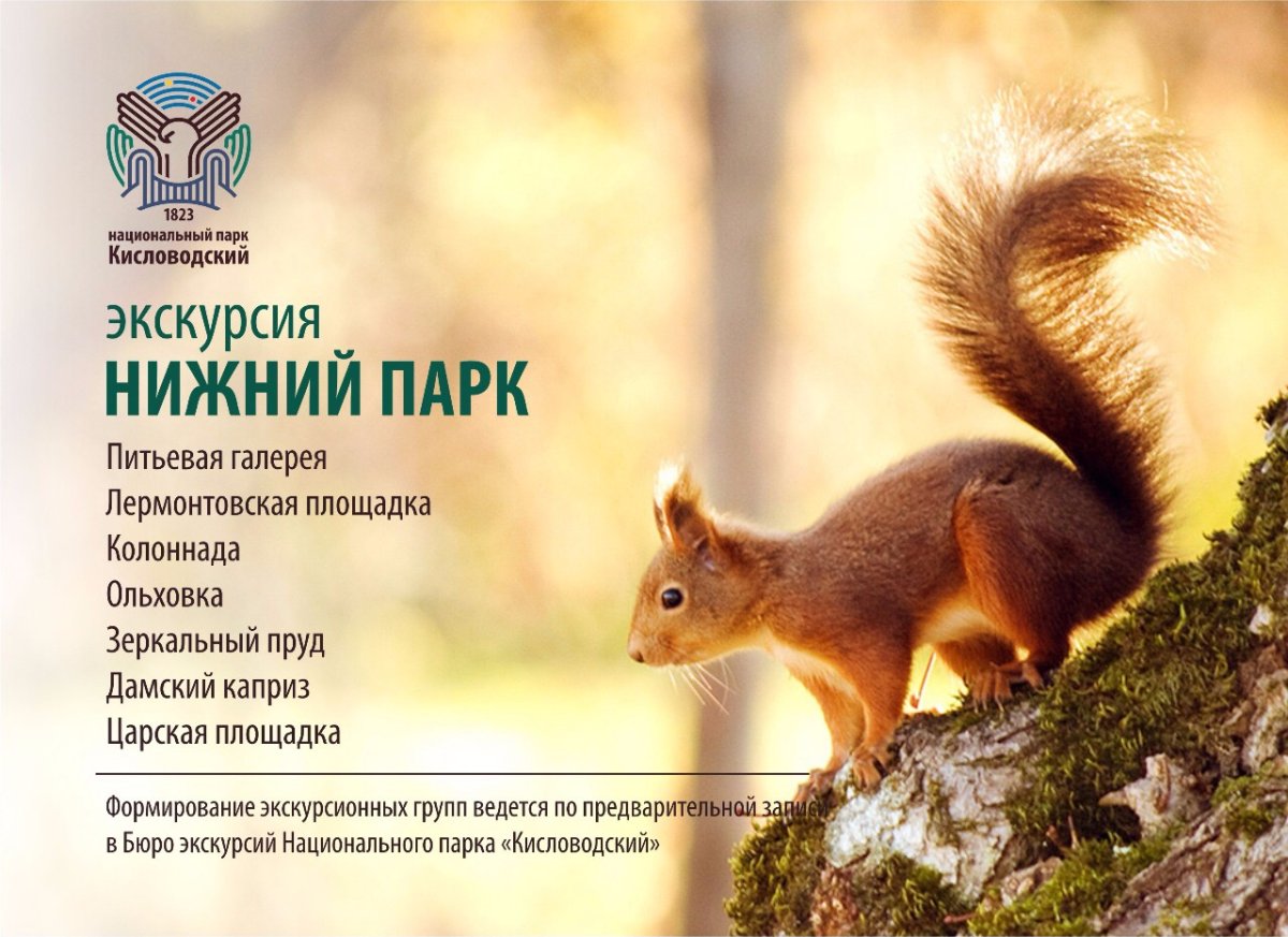 Сойка в Кисловодске