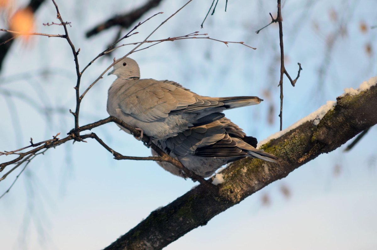 Птицы Ставропольского края Сойка