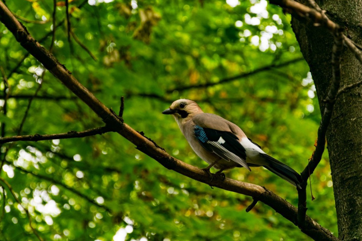 Птицы Кисловодского парка