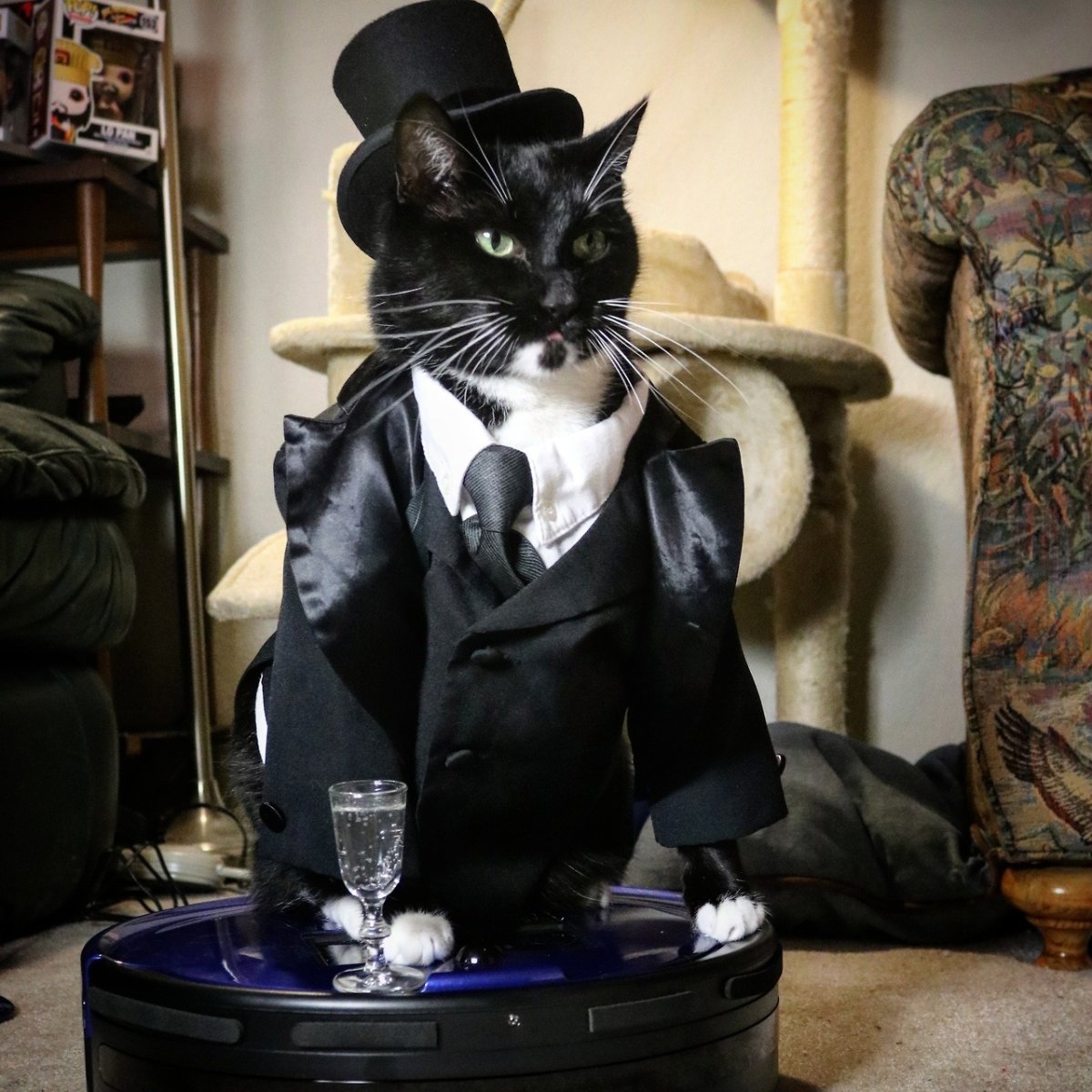 Кот фотожаба