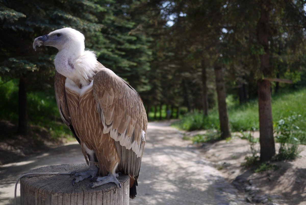 Птицы Кисловодского парка