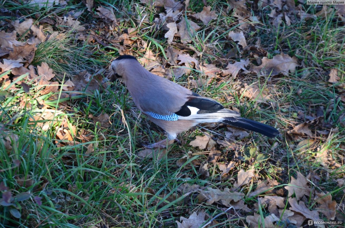 Кисловодский парк белки
