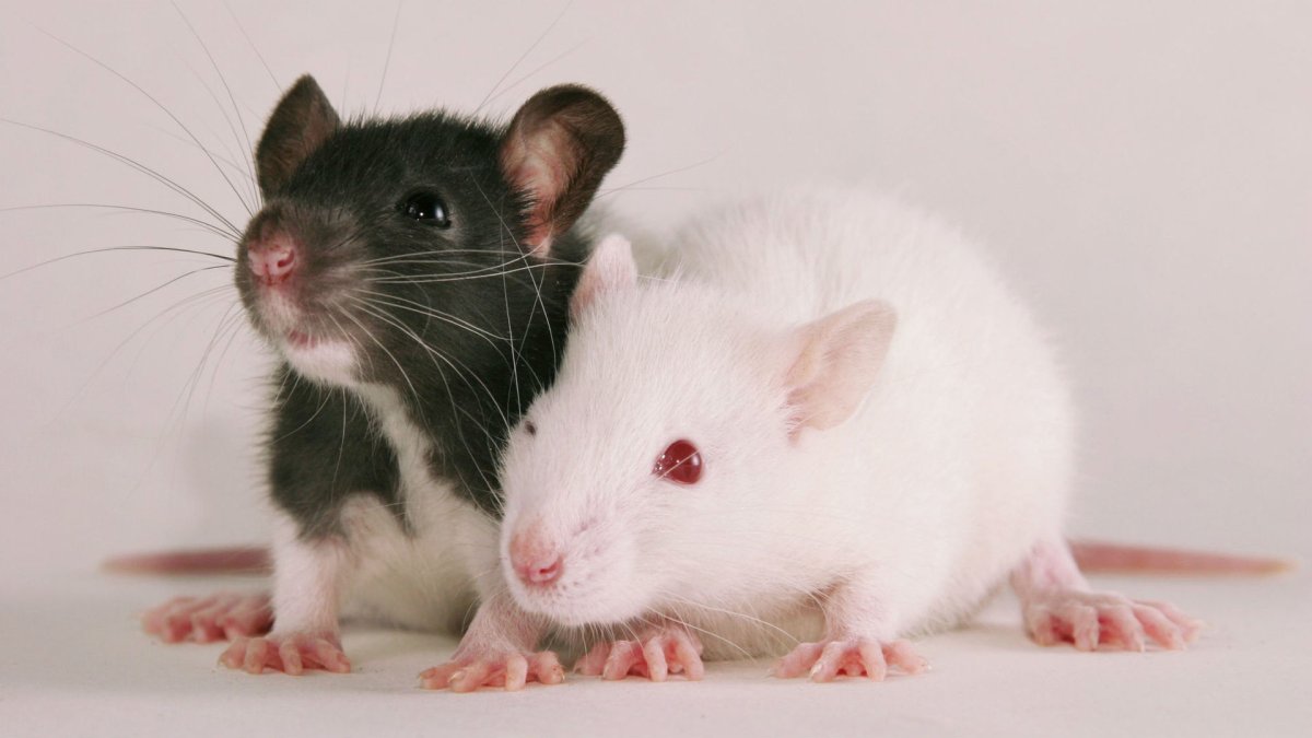 Крысиные отношения