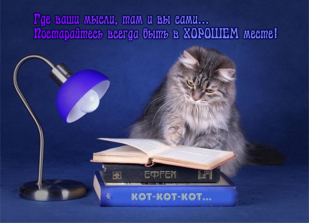 Кот в галстуке