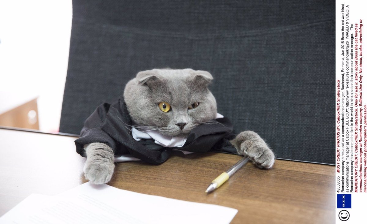 Котик работник