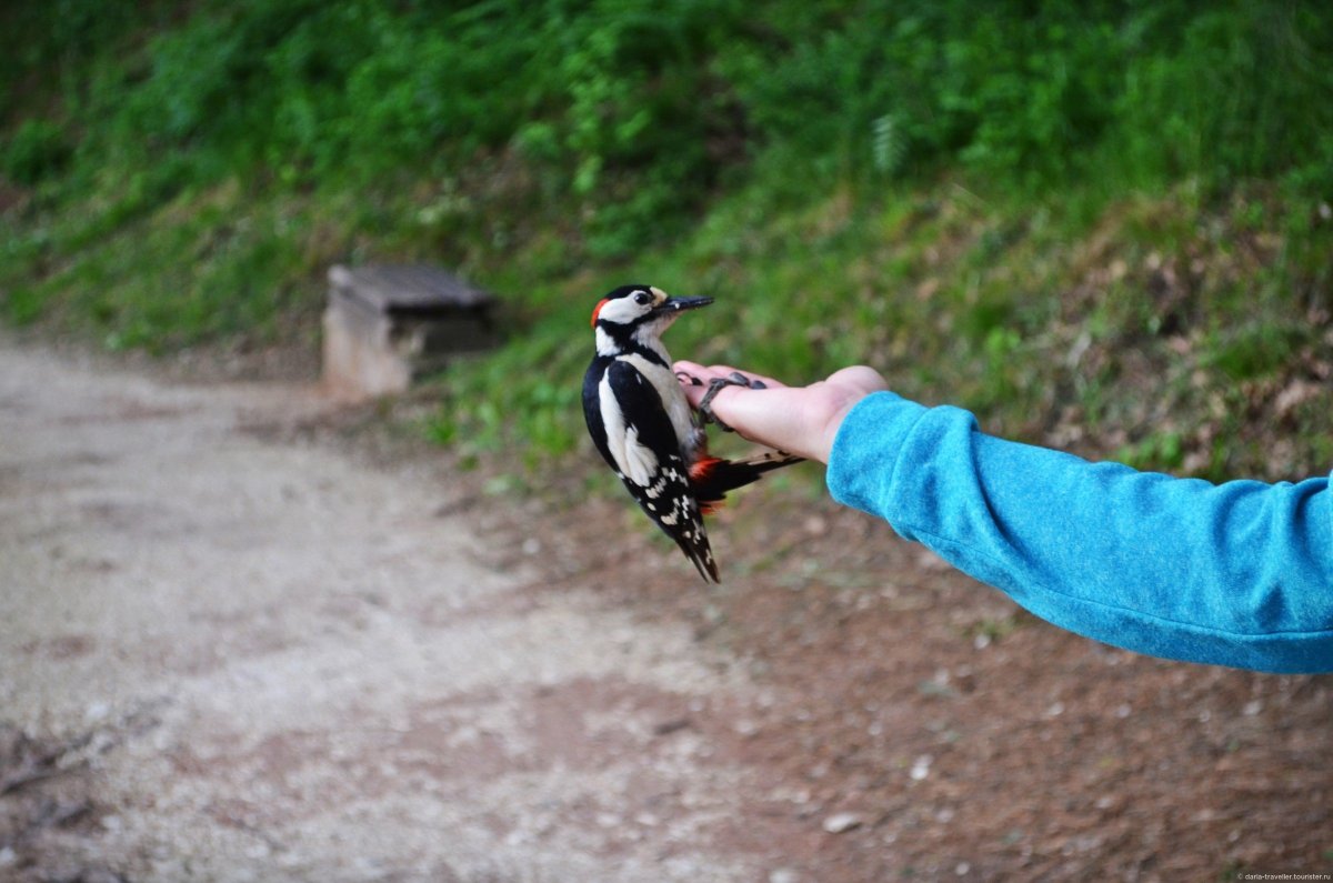 Птицы в парке