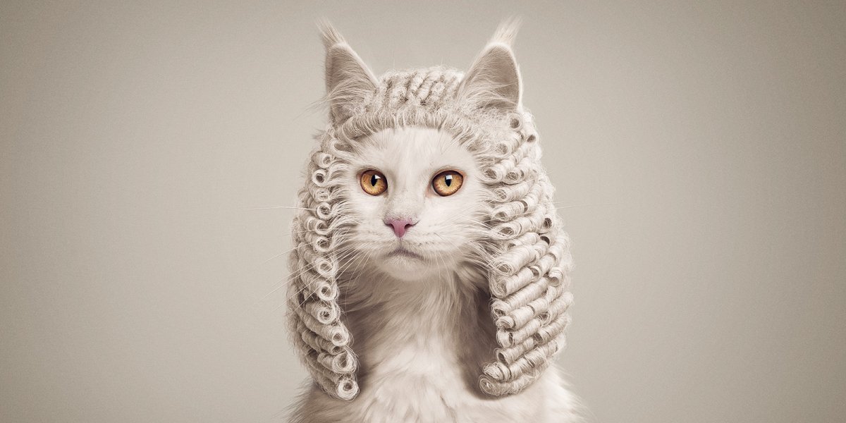 Котик с прической