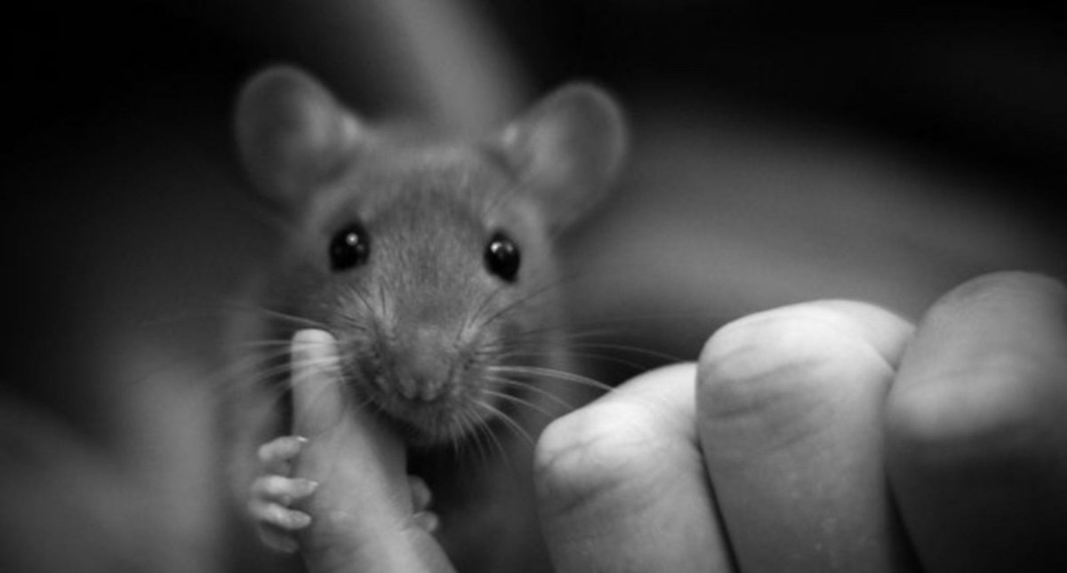 Крыса фото