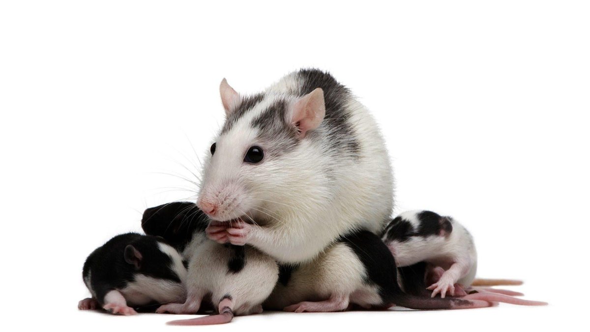 Крыса домашняя