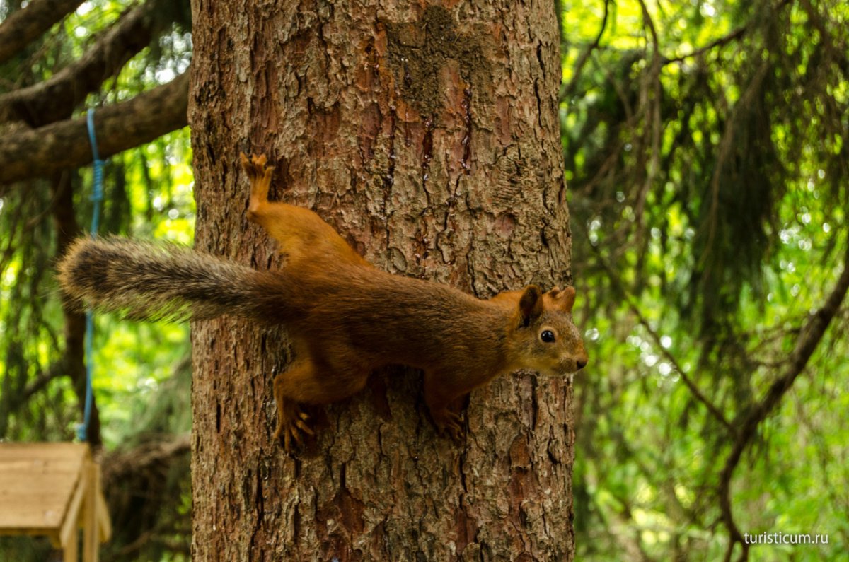Кисловодский национальный парк животные