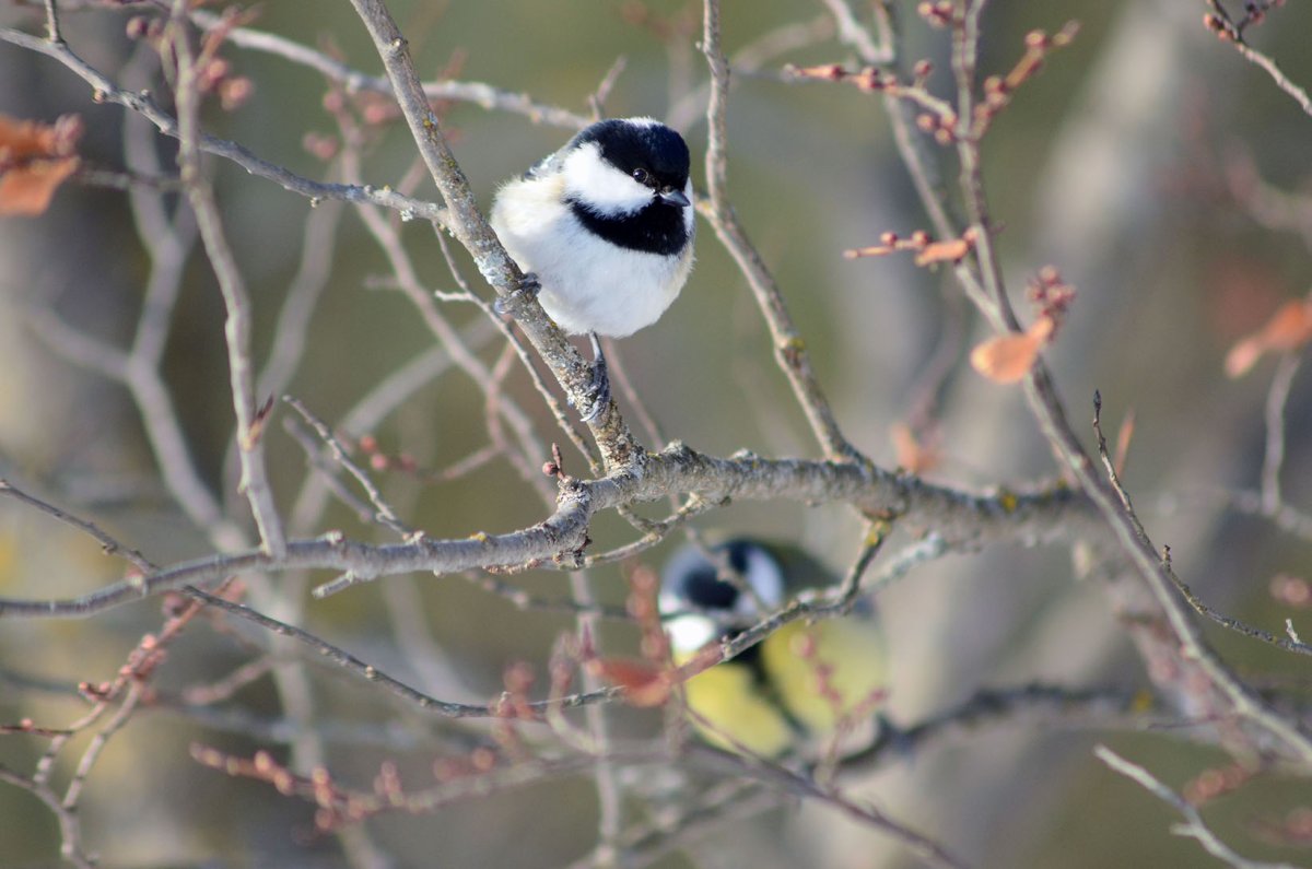 Тропаревский парк птицы