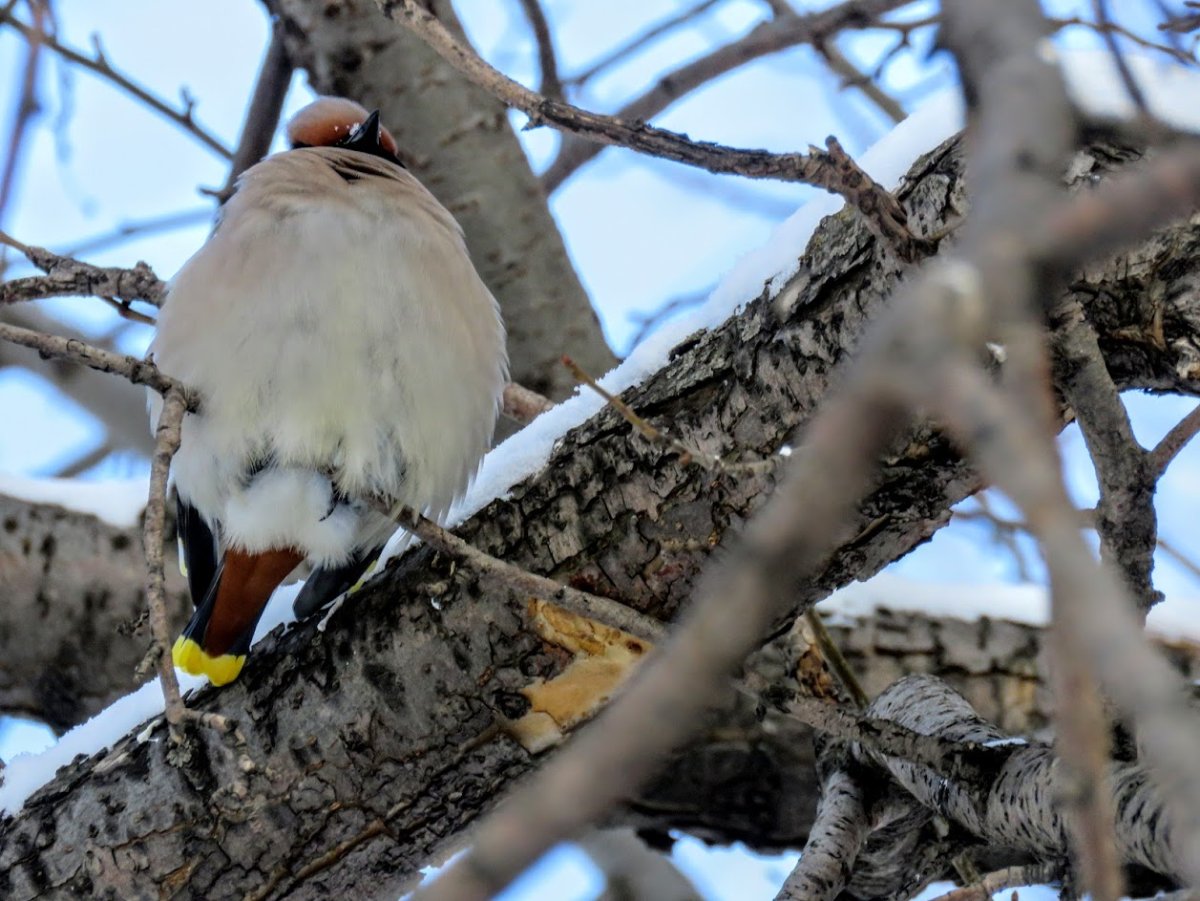 Птицы парка Кисловодска