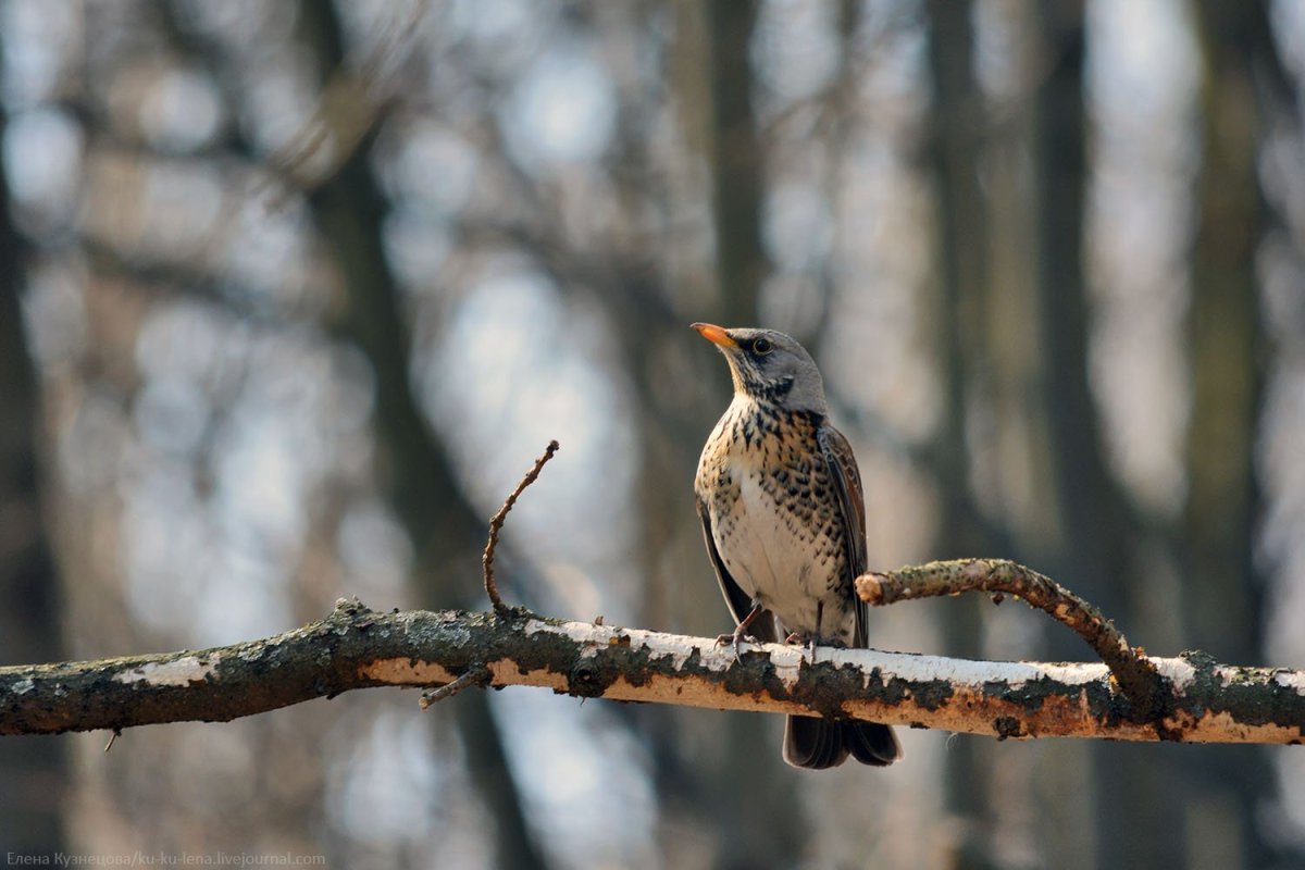Виталий Смирнов великолепный страус