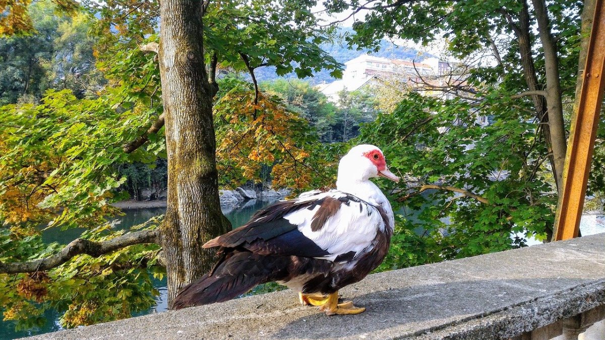 Какие животные и птицы могут совместно находиться с людьми в парках
