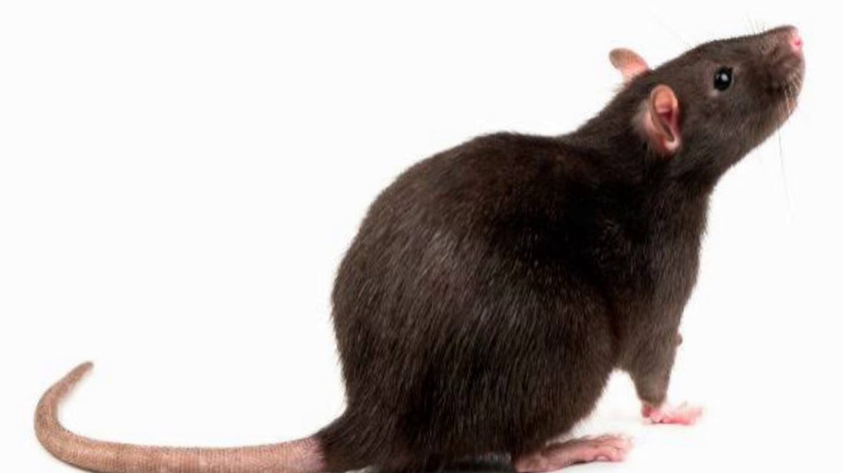 Крысеныш на белом фоне