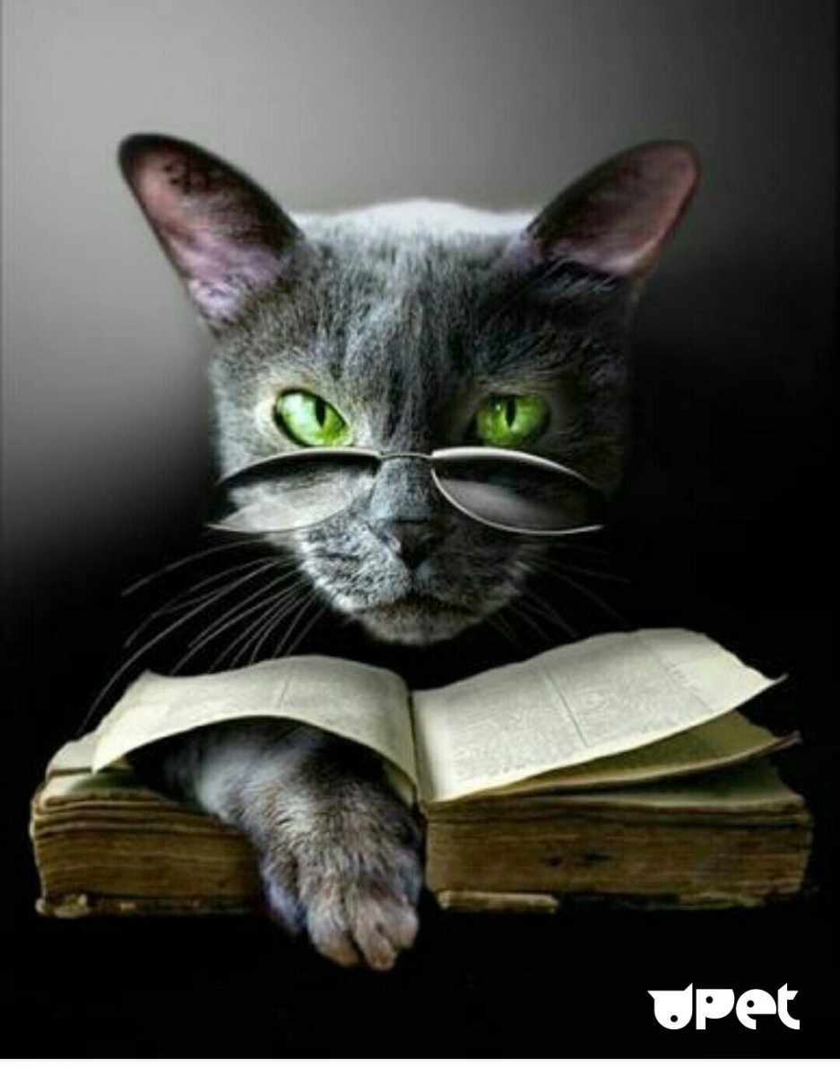 Кот с мелочью