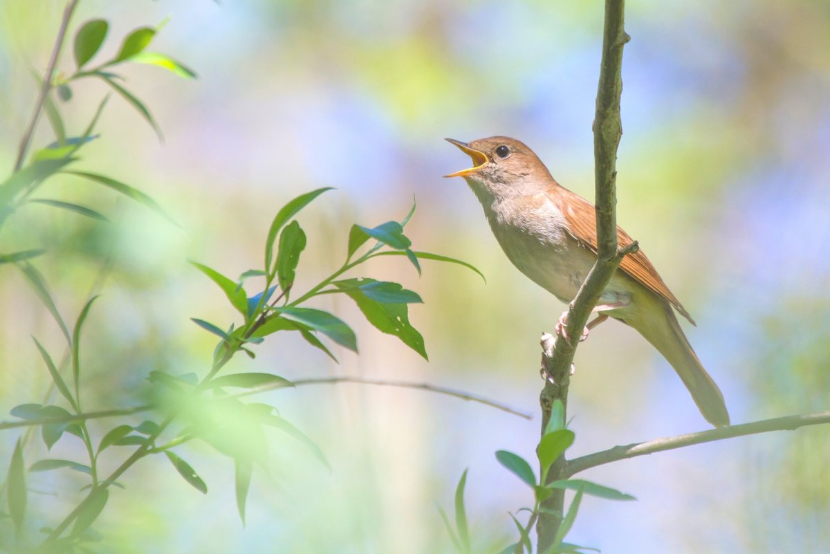 Птицы городских парков