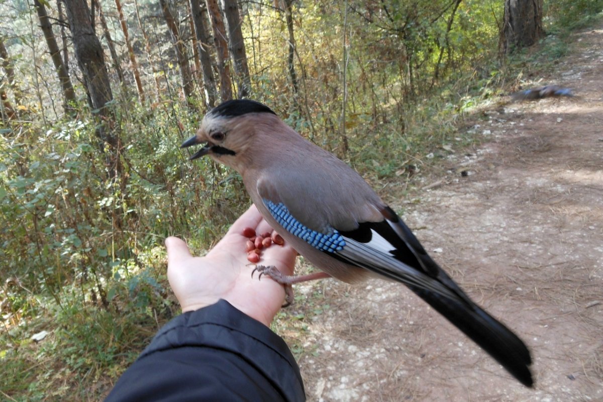 Абиссинская сизоворонка