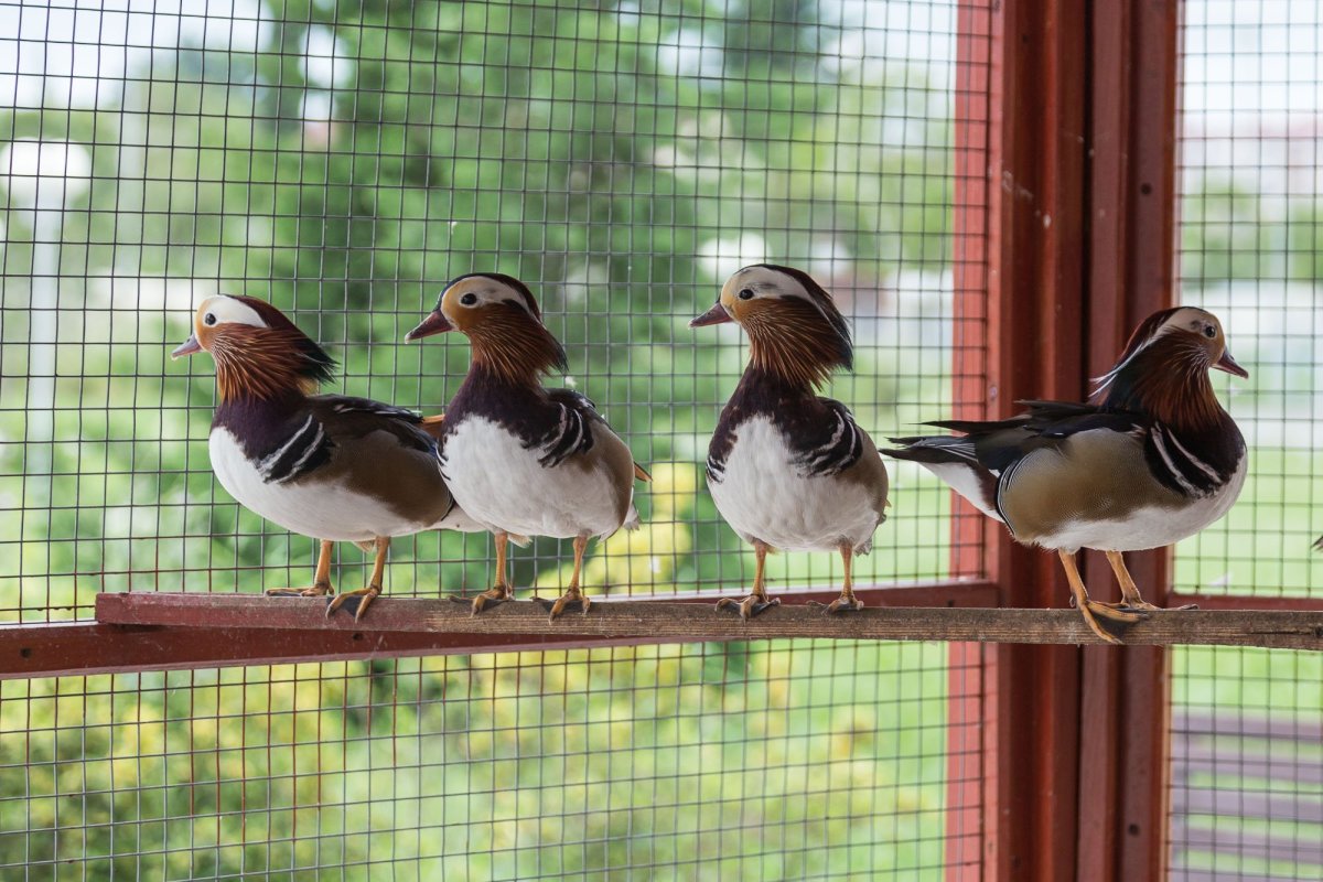 Голуби в парке осень