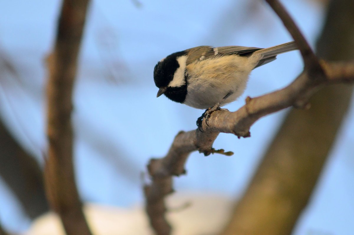 Сойки птицы в Кисловодске