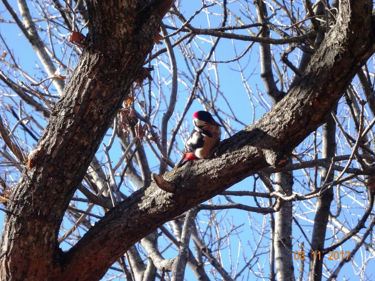 Птицы парка Кисловодска